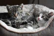 Минута отдыха Каких важных правил стоит придерживаться владельцам кошек: советы экспертов Животные 