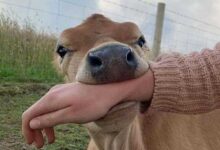 Минута отдыха Милые и забавные животные заряжают позитивом на снимках Животные 