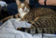 Минута отдыха 10 фото четвероногих попутчиков в железнодорожных вагонах Животные 