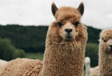 Минута отдыха Кошка забралась на ферму к альпакам, и их реакция забавна Животные 