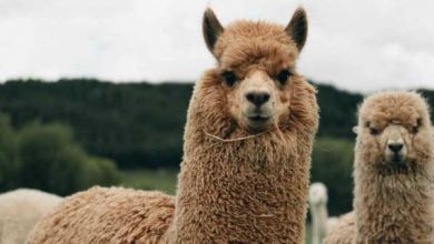 Минута отдыха Кошка забралась на ферму к альпакам, и их реакция забавна Животные 