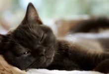 Минута отдыха Почему кошки так много спят Животные 