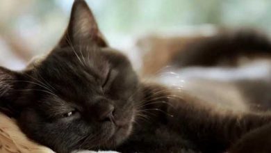 Минута отдыха Почему кошки так много спят Животные 