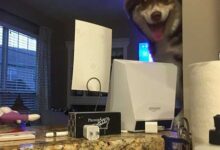 Минута отдыха Любопытные собачьи носы, от которых никому не спрятаться Животные 