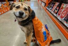 Минута отдыха 17 песиков, мимо которых нельзя пройти без умиления и восхищения Животные 