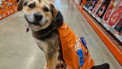 Минута отдыха 17 песиков, мимо которых нельзя пройти без умиления и восхищения Животные 