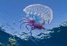 Минута отдыха Топ-7 Самых опасных морских животных. Что делать, если вас укусили морские обитатели Животные 