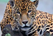 Минута отдыха Интересные факты о животных, которые могут удивить даже зоологов Животные 