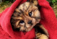 Минута отдыха 33 невероятно милые гиперреалистичные скульптуры животных, созданные художницей Ли Кросс Интересное 