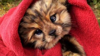 Минута отдыха 33 невероятно милые гиперреалистичные скульптуры животных, созданные художницей Ли Кросс Интересное  Минута отдыха 33 невероятно милые гиперреалистичные скульптуры животных, созданные художницей Ли Кросс Интересное