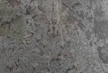 Минута отдыха На снимке притаилось дикое, но милое существо Животные 