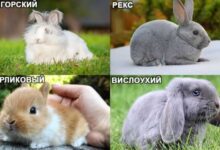 Минута отдыха Декоративные кролики - Уход и содержание в домашних условиях Животные 