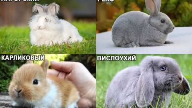 Минута отдыха Декоративные кролики - Уход и содержание в домашних условиях Животные  Минута отдыха Декоративные кролики - Уход и содержание в домашних условиях Животные