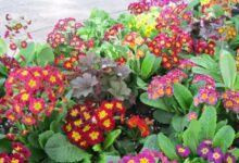 Минута отдыха Какие цветы можно посадить в августе Интересное 