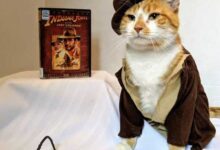 Минута отдыха Кот-косплеер Горацио завлекает детей в библиотеку Животные 