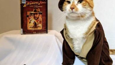 Минута отдыха Кот-косплеер Горацио завлекает детей в библиотеку Животные 