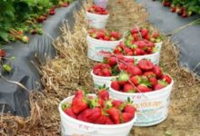 Минута отдыха После каких культур нужно высаживать клубнику осенью Интересное 