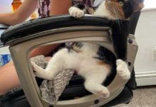 Минута отдыха Забавные питомцы, которые немного слетели с катушек Животные 