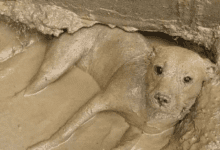 Минута отдыха Песики-барбосики, смешные хвостики и носики Животные 