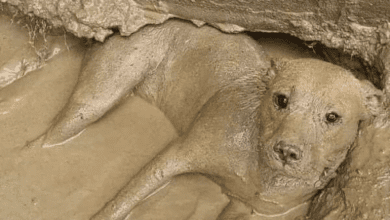 Минута отдыха Песики-барбосики, смешные хвостики и носики Животные  Минута отдыха Песики-барбосики, смешные хвостики и носики Животные