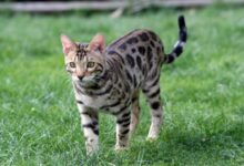 Минута отдыха Почему кошки бегают быстрее людей: объяснение ученых Животные 