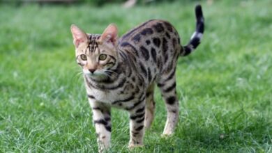 Минута отдыха Почему кошки бегают быстрее людей: объяснение ученых Животные 