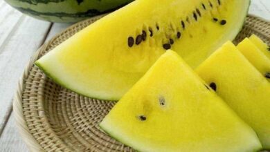 Минута отдыха Как вывели сорт арбуза «Яйцо дракона», и чем он отличается от обычного красного Интересное 