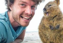 Минута отдыха Аллан Диксон главный специалист планеты по веселым селфи с животными Животные 