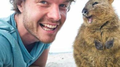 Минута отдыха Аллан Диксон главный специалист планеты по веселым селфи с животными Животные 