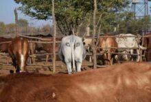 Минута отдыха Спасай львов — рисуй коровам глаза… на попе Животные 