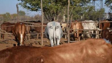 Минута отдыха Спасай львов — рисуй коровам глаза… на попе Животные  Минута отдыха Спасай львов — рисуй коровам глаза… на попе Животные