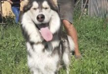 Минута отдыха Породистую собаку привязали к кусту с запиской и двумя щенками Животные 