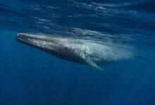 Минута отдыха Самые большие животные в мире Животные 