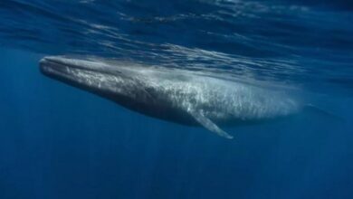 Минута отдыха Самые большие животные в мире Животные 