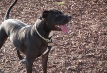 Минута отдыха Почему домашняя собака может рычать на владельца: эксперты назвали основную причину Животные 