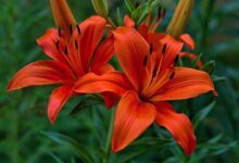 Минута отдыха Как и когда пересаживают лилии Интересное 