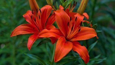 Минута отдыха Как и когда пересаживают лилии Интересное  Минута отдыха Как и когда пересаживают лилии Интересное