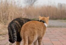 Минута отдыха Японские уличные кошки в фотографиях Масаюки Оки (37 фото) Интересное 