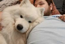 Минута отдыха Спасённые от бездомной жизни животные, которые вернут вам веру в человечество Животные 