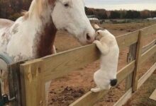 Минута отдыха 17 зверушек, которые не живут, а наслаждаются своей жизнью Животные 