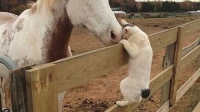 Минута отдыха 17 зверушек, которые не живут, а наслаждаются своей жизнью Животные 