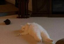 Минута отдыха 9 обаяшек-котиков, которые растопят сердце даже самого сурового хозяина Животные 