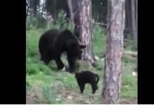 Минута отдыха Бесстрашный кот Васька защитил хозяев от огромного медведя Животные 