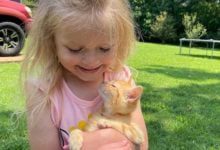 Минута отдыха 17 доказательств, что любовь между людьми и животными сильнее суперклея Животные 