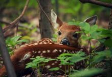 Минута отдыха Милые дикие животные и птицы на снимках Кевина Бискаборна Животные 