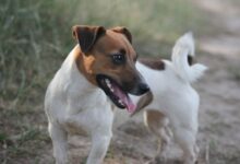 Минута отдыха Какие полезные лайфхаки упростят жизнь владельцам собак Животные 