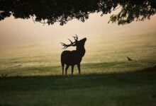 Минута отдыха На Таймыре введен режим ЧС после обнаружения более 50 туш оленей Интересное 