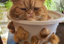 Минута отдыха Забавные котики на снимках заряжают позитивом Животные 