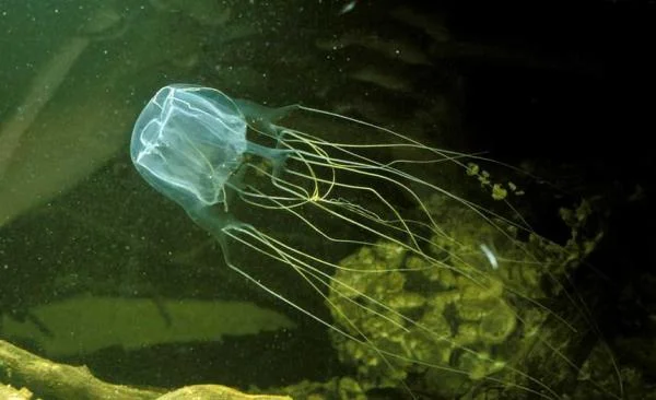 Минута отдыха Топ-15 Самых опасных животных в мире Животные 
