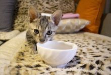 Минута отдыха Как правильно кормить кошку: эксперты раскрыли 5 важных правил Животные 